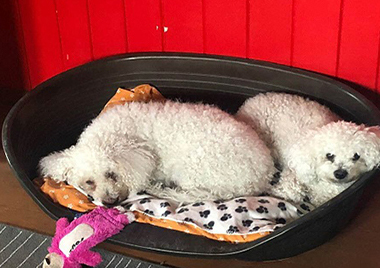Zwei Hunde im Körbchen am Schlafen